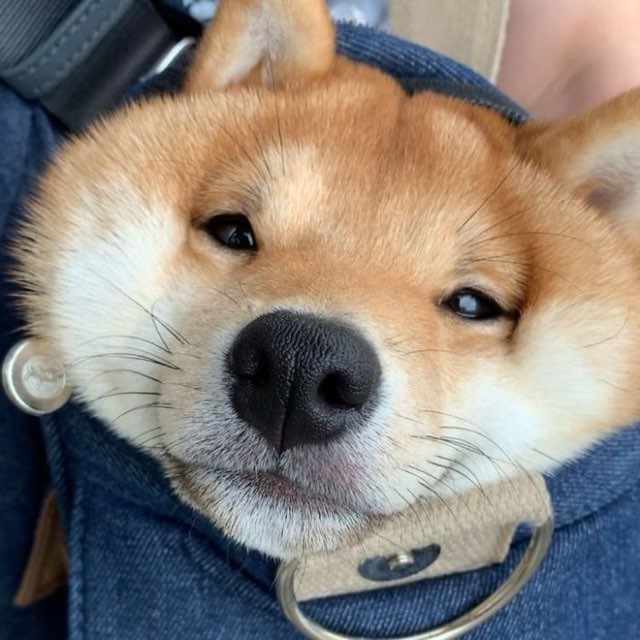 Shib